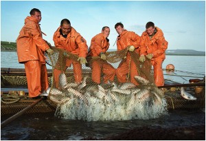 Нерест лососевых в Магаданской области