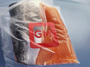 GMO_losos_SSHA