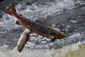 SELKIRK, UNITED KINGDOM - OCTOBER 31:  Salmon attempt to leap up the fish ladder in the river Etterick on October 31, 2012 in Selkirk, Scotland. The salmon are returning upstream from the sea where they have spent between two and four winters feeding with many covering huge distances to return to the fresh waters to spawn.  (Photo by Jeff J Mitchell/Getty Images)